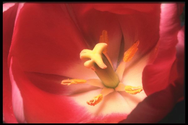 221001 Welcome Spring A4 Photo Print