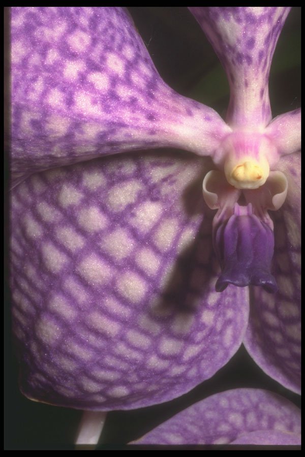221002 Purple On White A4 Photo Print