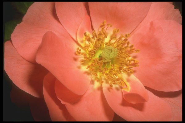 221003 Peach Petals A4 Photo Print