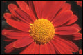 221004 Burnished Bronze A4 Photo Print