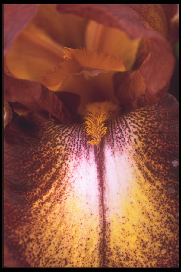 221005 The Invitation A4 Photo Print