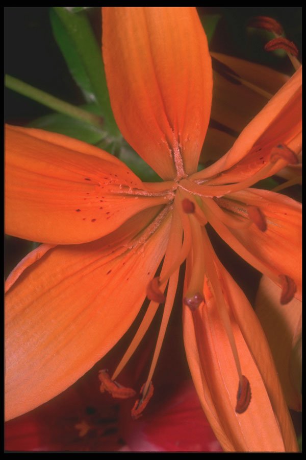 221006 Orange Lily A4 Photo Print