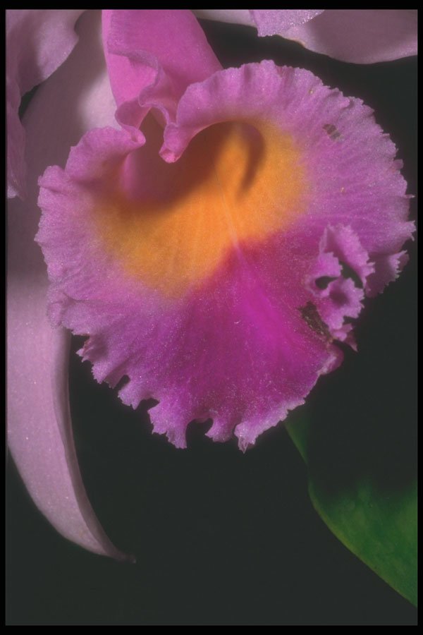 221008 Mauve Orchid A4 Photo Print