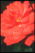 221009 Rosa A4 Photo Print