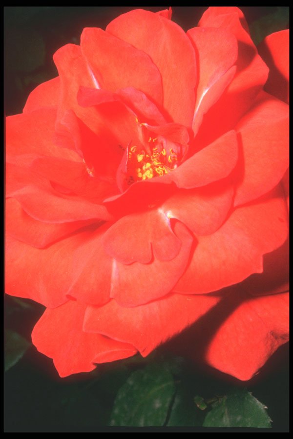 221009 Rosa A4 Photo Print