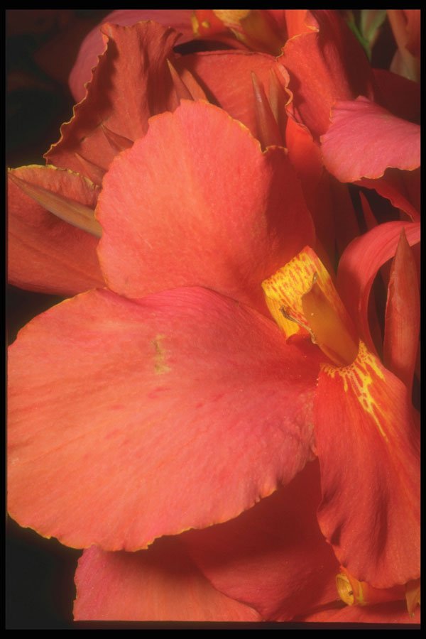 221010 Petals A4 Photo Print