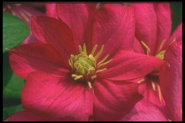 221011 Clematis A4 Photo Print