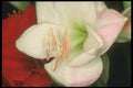 221012 White On Red A4 Photo Print
