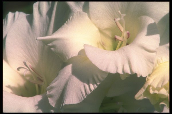 221013 Pure White A4 Photo Print