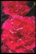 221014 Carnation A4 Photo Print