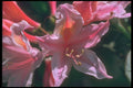 221015 Soft Stars A4 Photo Print