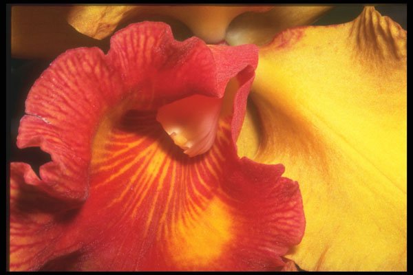 221018 Fiery Orchid A4 Photo Print