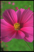 221019 Cosmos A4 Photo Print