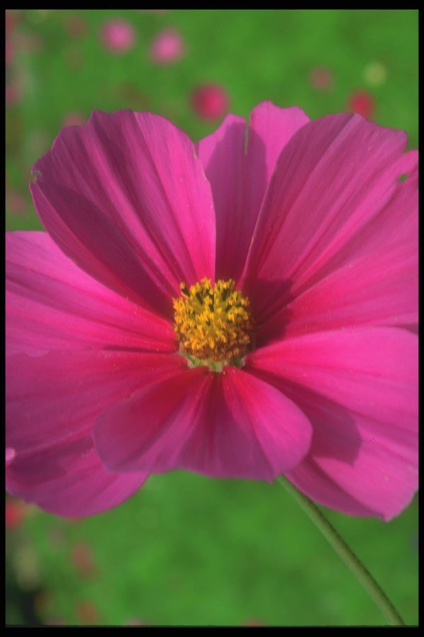 221019 Cosmos A4 Photo Print