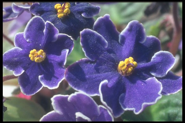 221021 African Violet A4 Photo Print