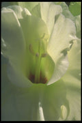221023 Snow White A4 Photo Print