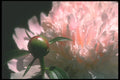 221025 Soft Light A4 Photo Print