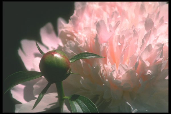 221025 Soft Light A4 Photo Print