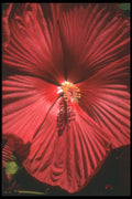 221026 Fluted Shadows A4 Photo Print