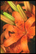 221027 Tiger Lily A4 Photo Print