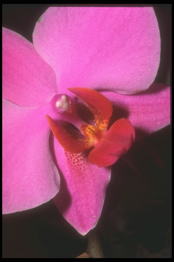 221029 Fuchsia A4 Photo Print