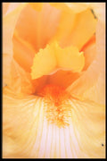 221030 Bearded Beauty A4 Photo Print