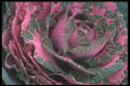 221031 Pink Cabbage A4 Photo Print