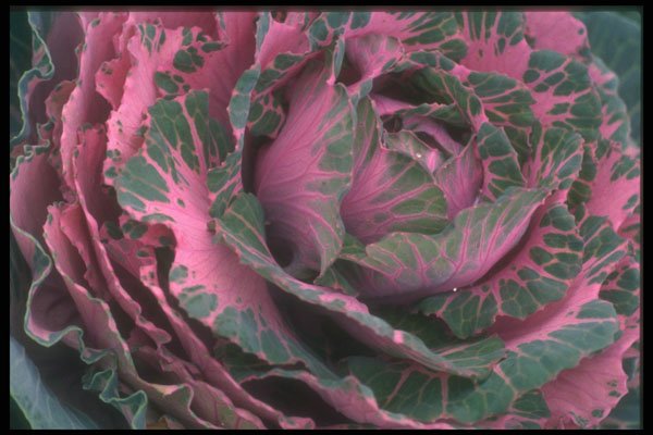 221031 Pink Cabbage A4 Photo Print