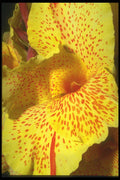 221032 Speckled Yellow A4 Photo Print