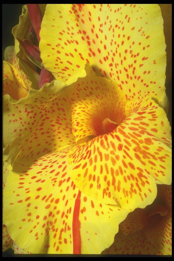 221032 Speckled Yellow A4 Photo Print