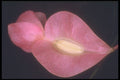 221033 Maculata A4 Photo Print