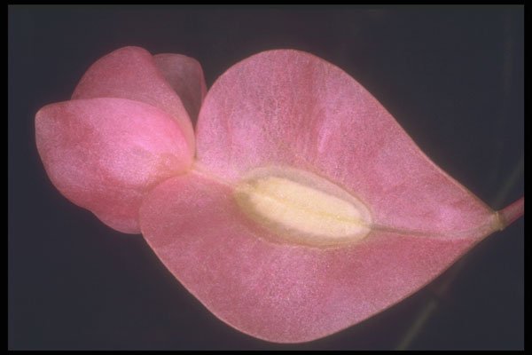 221033 Maculata A4 Photo Print