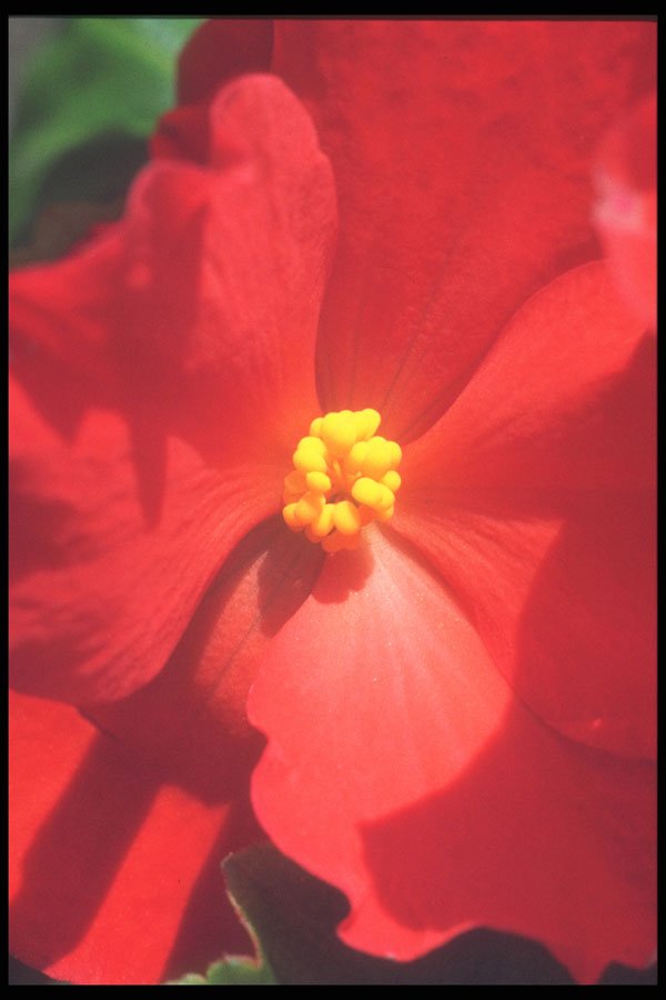221034 Mature Begonia A4 Photo Print