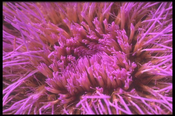 221035 Prickly Purple A4 Photo Print
