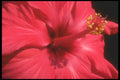 221036 Hibiscus A4 Photo Print