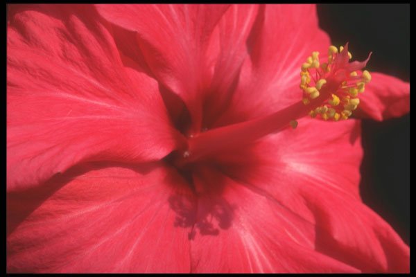 221036 Hibiscus A4 Photo Print