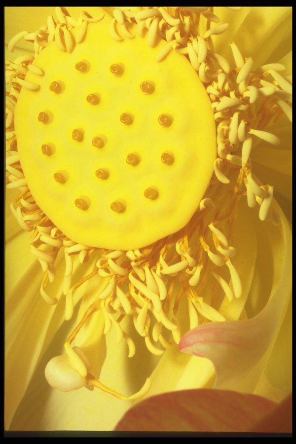 221037 Sunshine A4 Photo Print