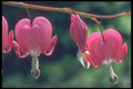 221038 Bleeding Hearts A4 Photo Print