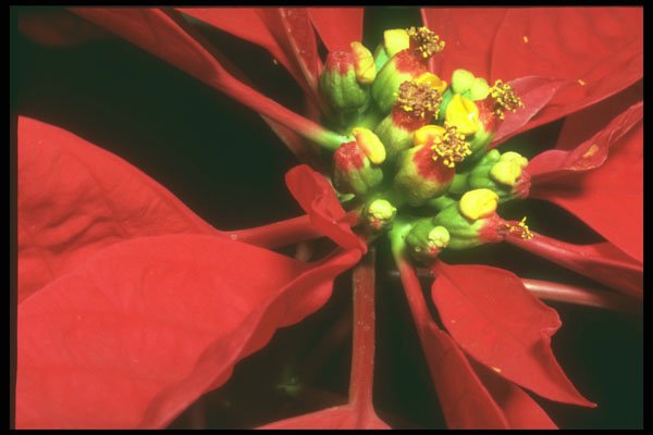 221039 Poinsettia A4 Photo Print