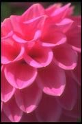 221040 Shocking Pink A4 Photo Print