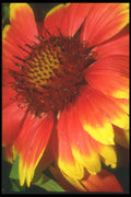 221041 Yellow Edges A4 Photo Print