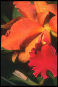 221042 Orange Orchid A4 Photo Print