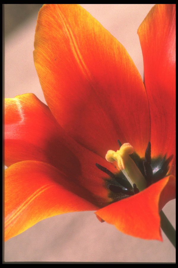 221043 Blazing Glory A4 Photo Print