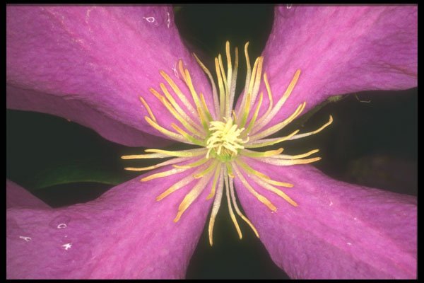 221044 Dramatic Clematis A4 Photo Print