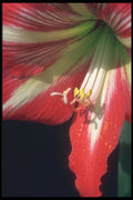 221045 Amaryllis A4 Photo Print