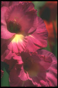 221046 Burgandy Beauty A4 Photo Print