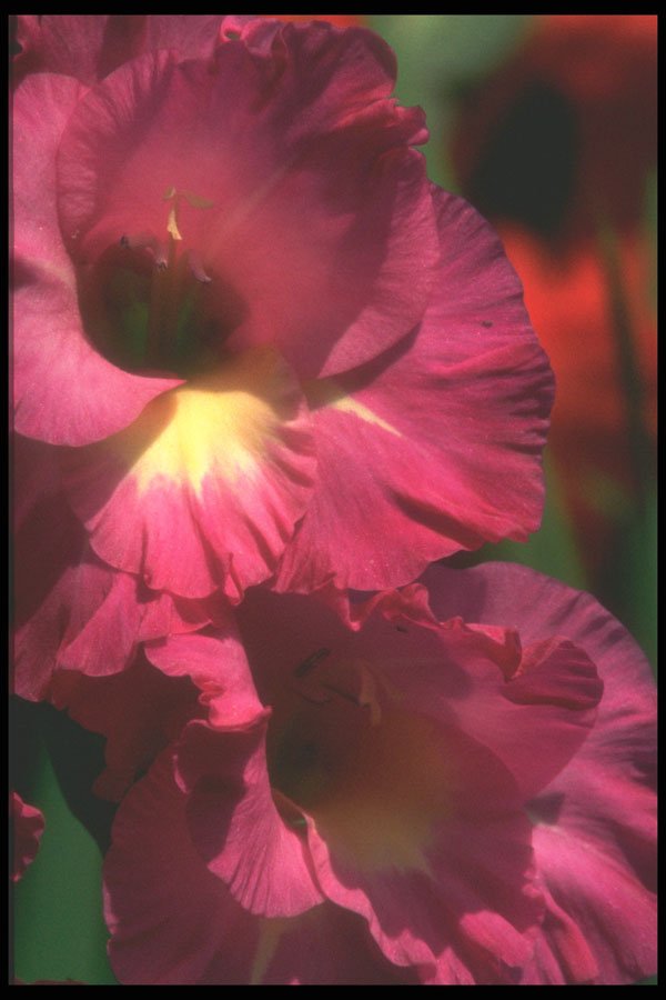 221046 Burgandy Beauty A4 Photo Print