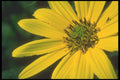 221048 Yellow Daisy A4 Photo Print