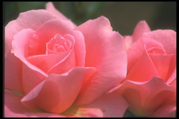 221049 Perfect Pink A4 Photo Print