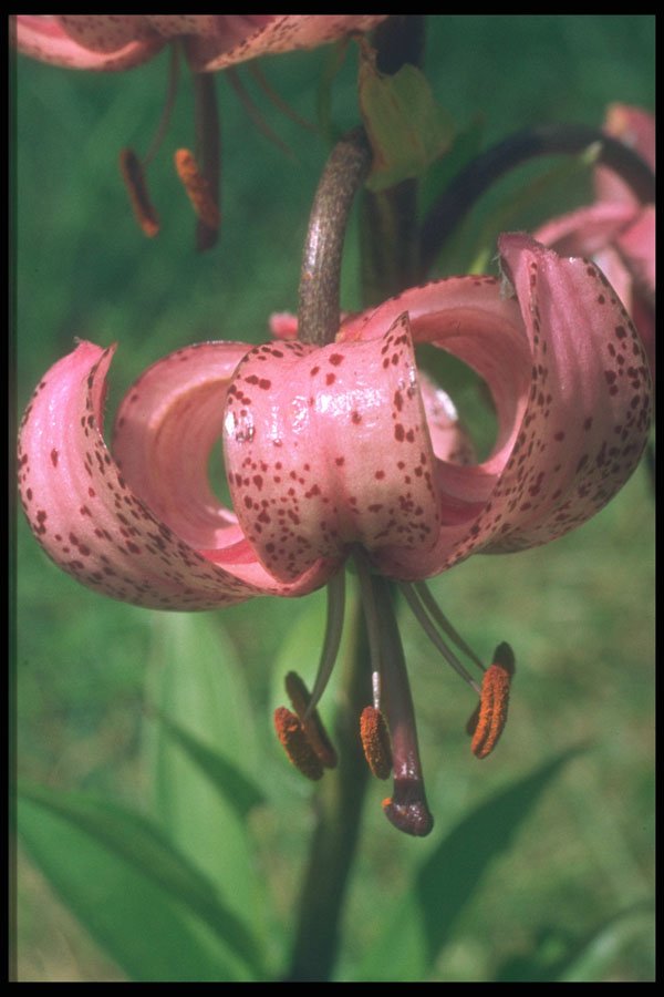 221050 Speckled Pink A4 Photo Print